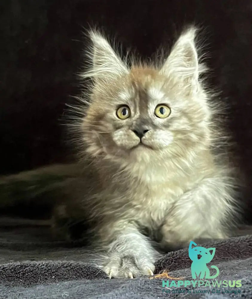 Orion Maine Coon male black silver - live animals