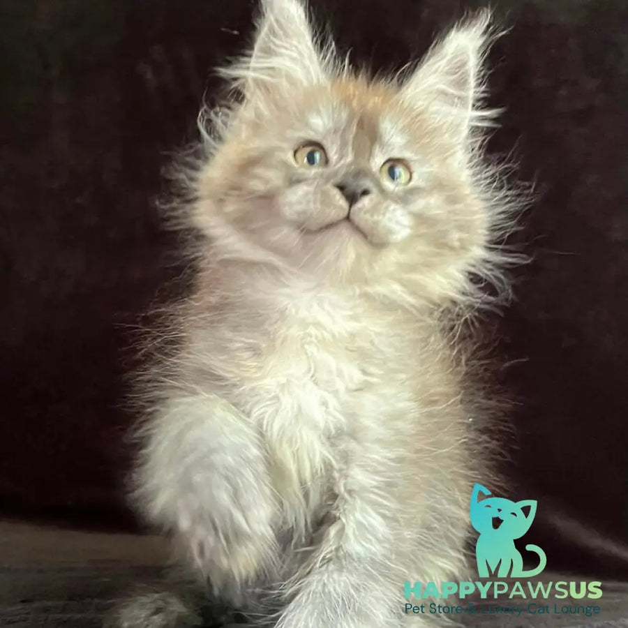 Orion Maine Coon male black silver - live animals