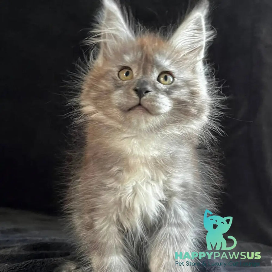 Orion Maine Coon male black silver - live animals