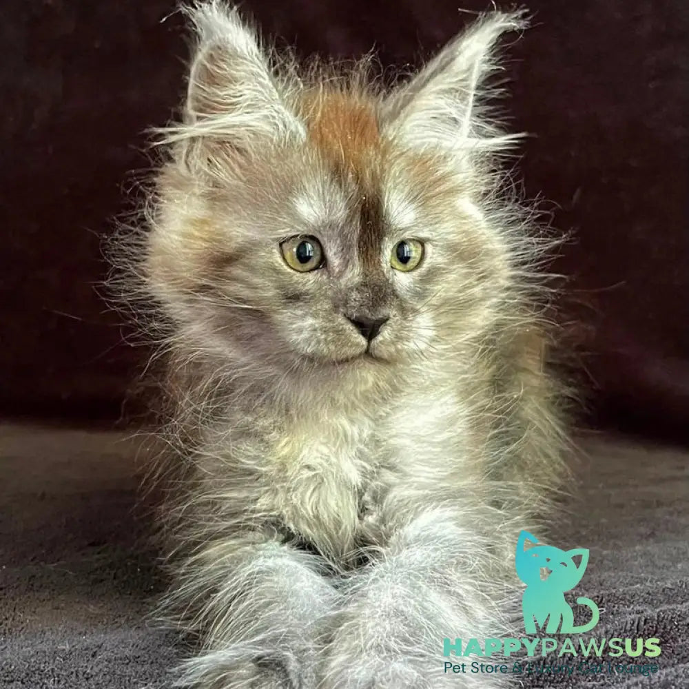 Orion Maine Coon male black silver - live animals