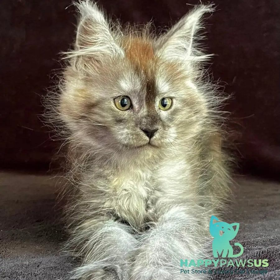Orion Maine Coon male black silver - live animals