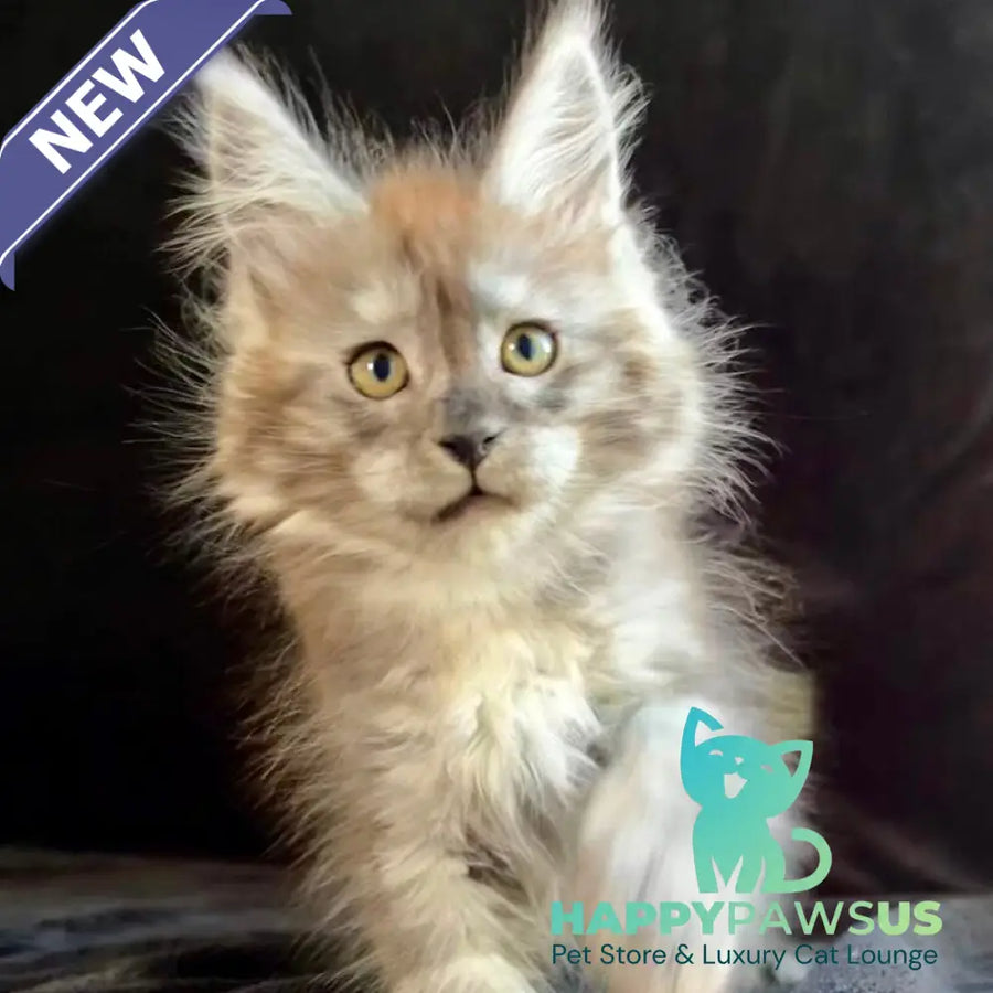 Orion Maine Coon male black silver - live animals