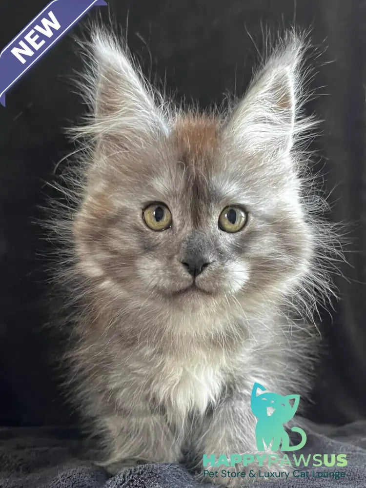 Orion Maine Coon male black silver - live animals