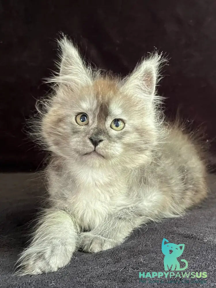 Orion Maine Coon male black silver - live animals