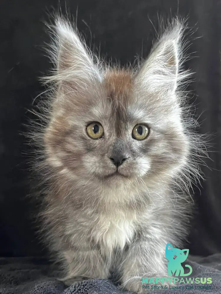Orion Maine Coon male black silver - live animals