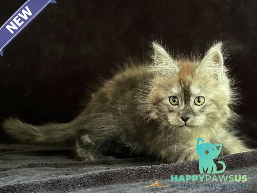 Orion Maine Coon male black silver - live animals