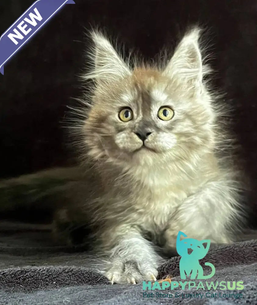 Orion Maine Coon male black silver - live animals