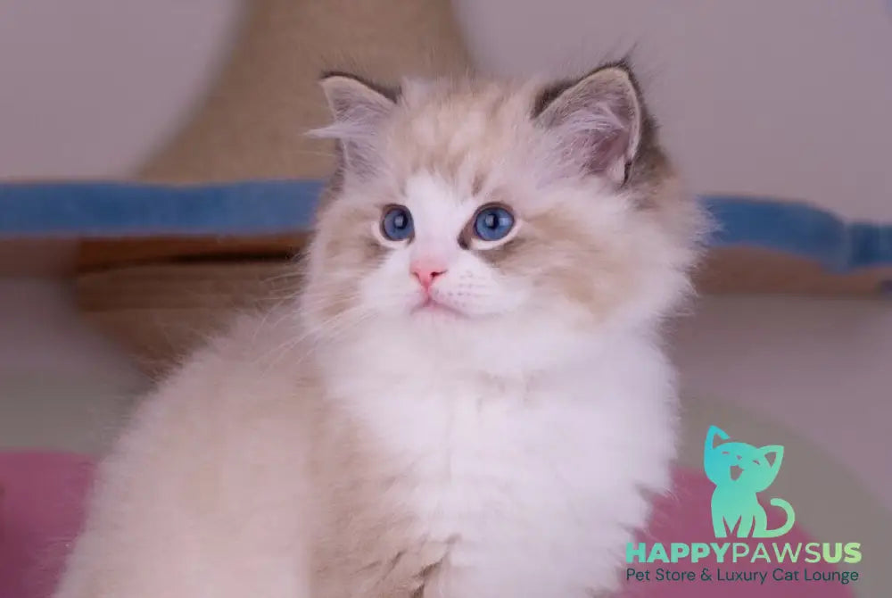 Orion Ragdoll male seal lynx bicolour live animals