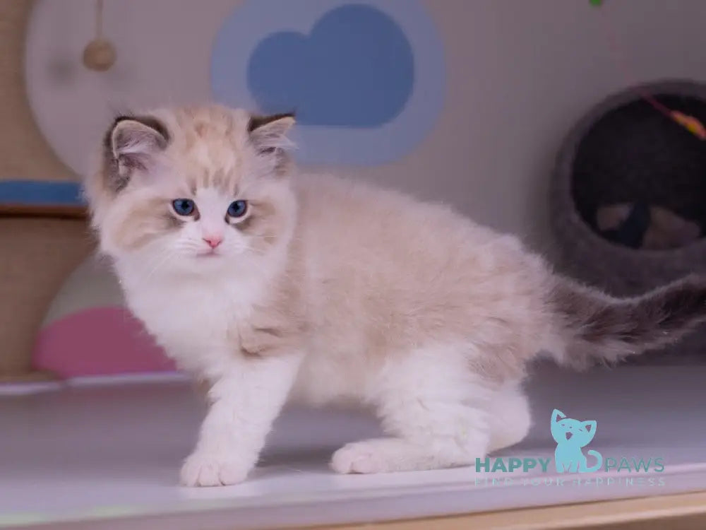 Orion Ragdoll male seal lynx bicolour live animals