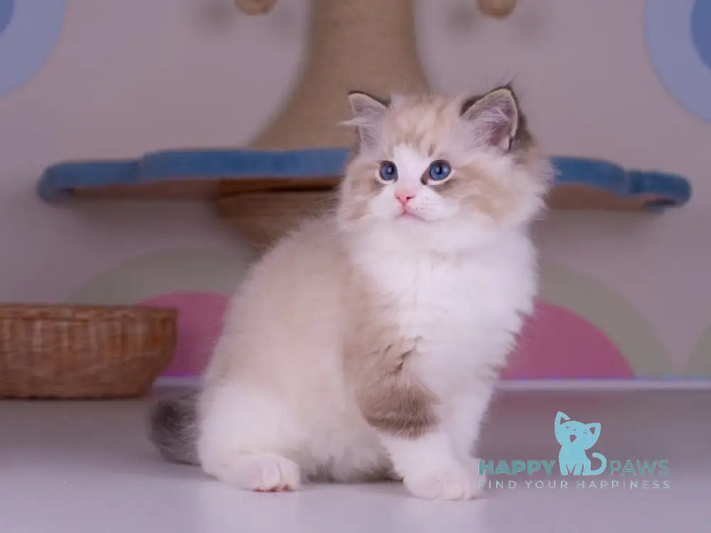 Orion Ragdoll male seal lynx bicolour live animals