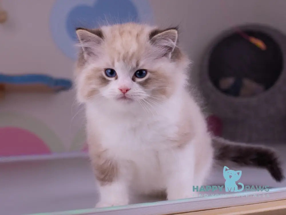 Orion Ragdoll male seal lynx bicolour live animals