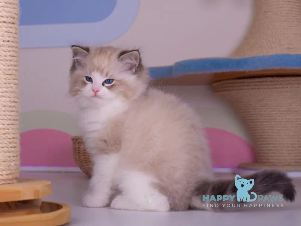 Orion Ragdoll male seal lynx bicolour live animals