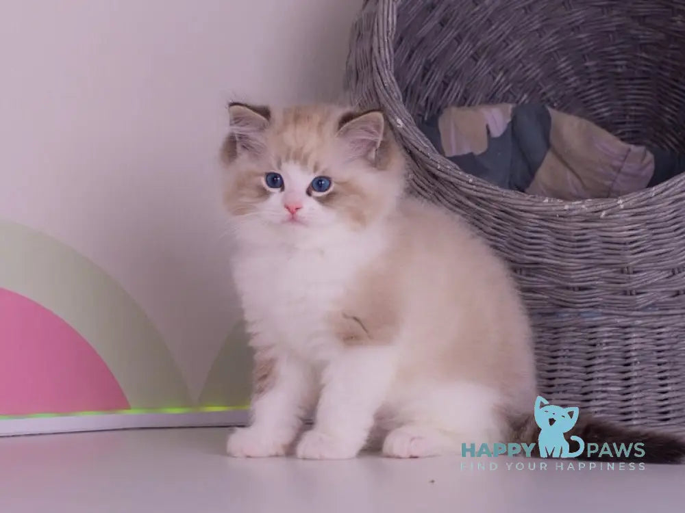 Orion Ragdoll male seal lynx bicolour live animals