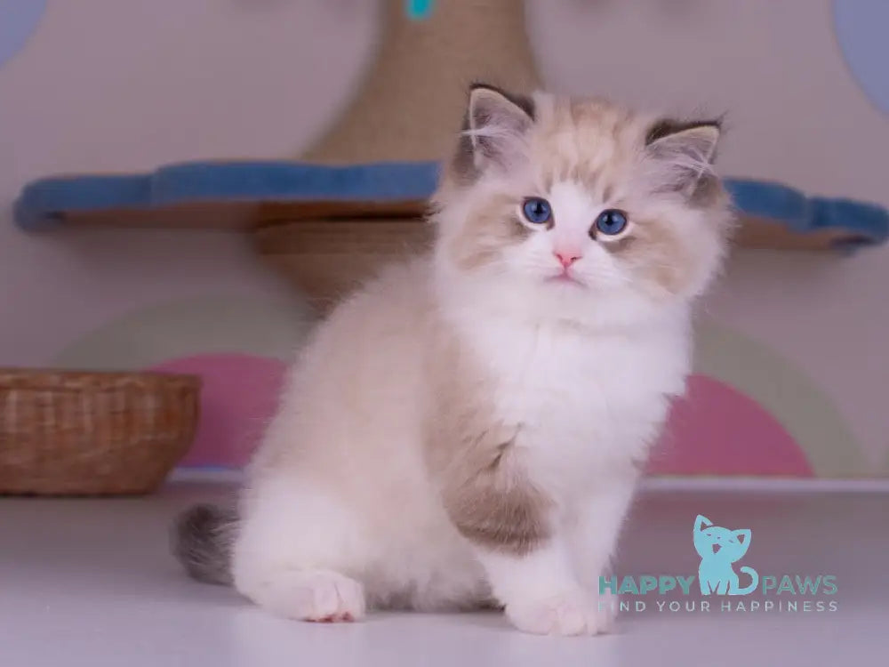 Orion Ragdoll male seal lynx bicolour live animals