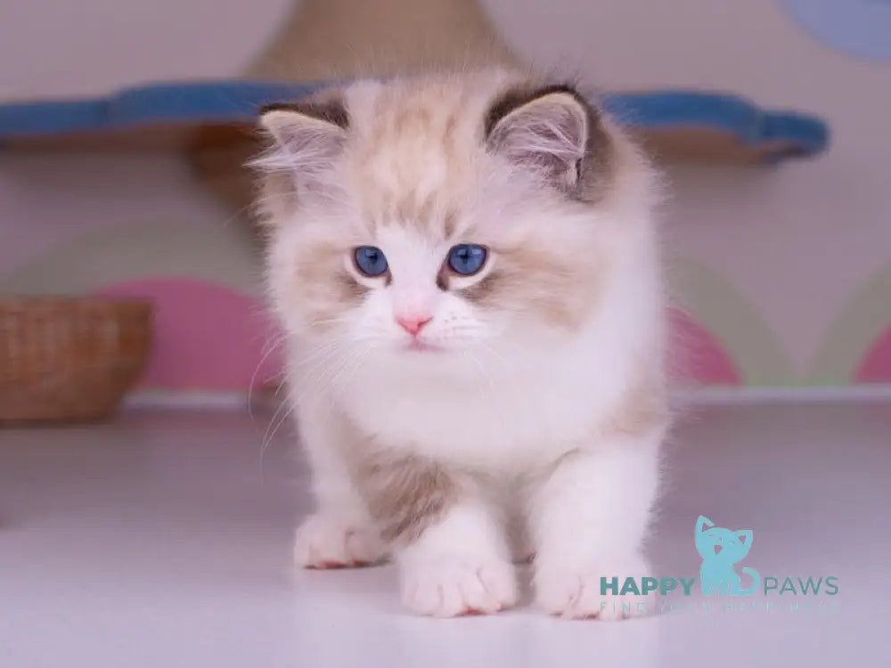 Orion Ragdoll male seal lynx bicolour live animals