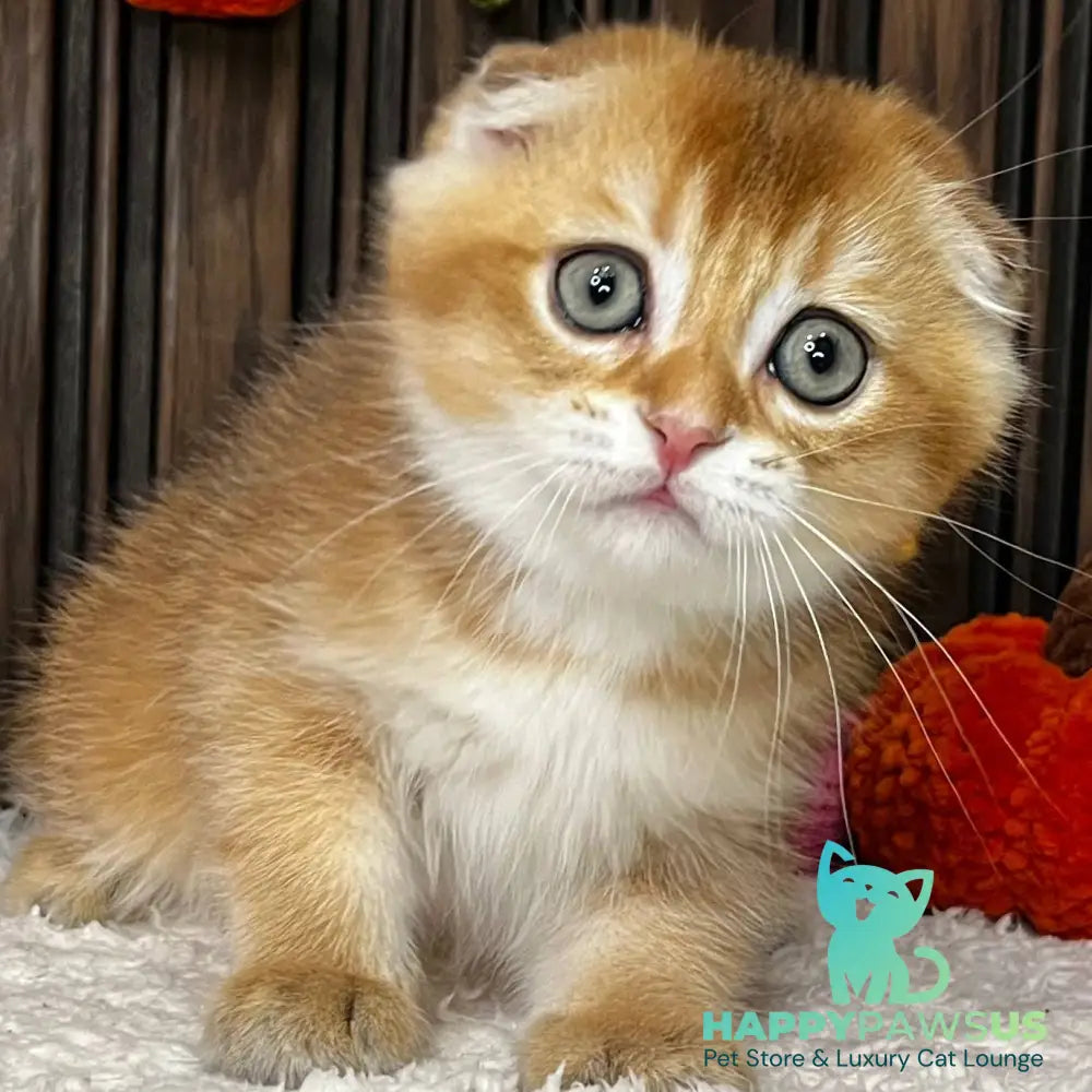 Orion Scottish Fold male black golden shaded - live animals