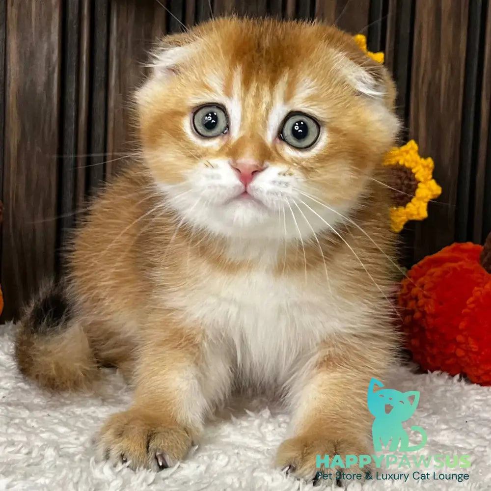 Orion Scottish Fold male black golden shaded - live animals