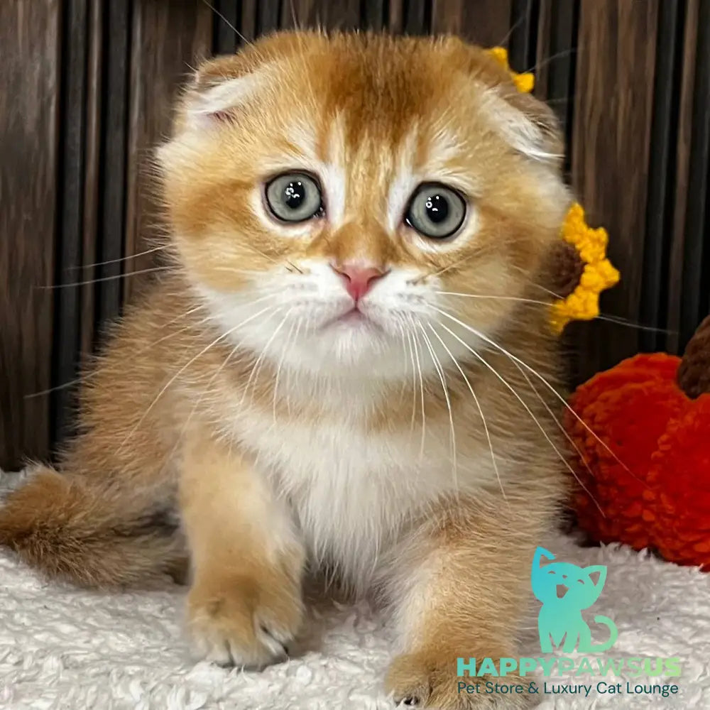 Orion Scottish Fold male black golden shaded - live animals