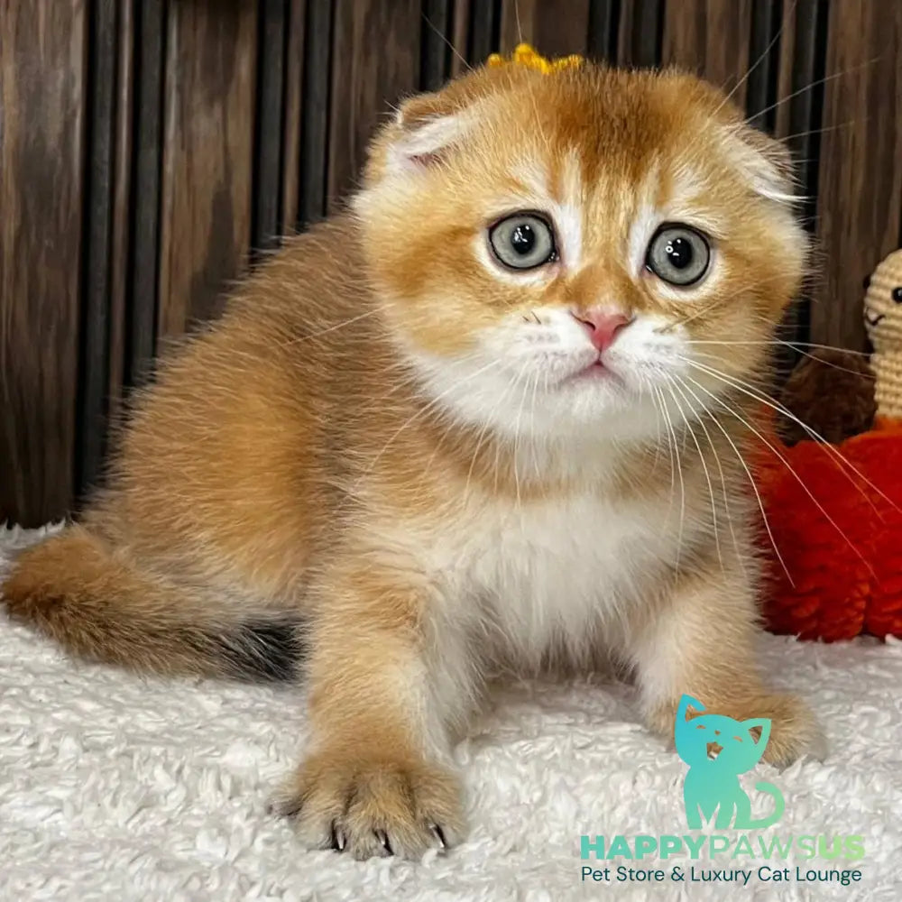 Orion Scottish Fold male black golden shaded - live animals