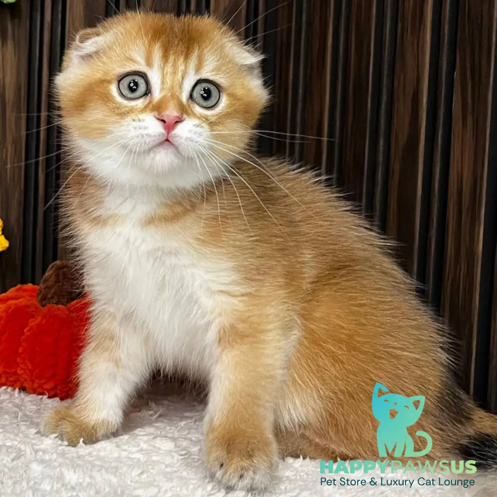 Orion Scottish Fold male black golden shaded - live animals