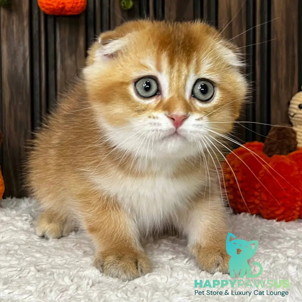 Orion Scottish Fold male black golden shaded - live animals
