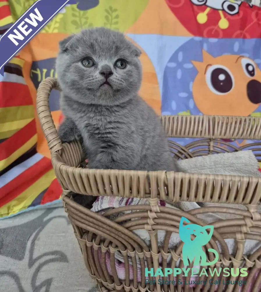 Orion Scottish Fold male blue - live animals