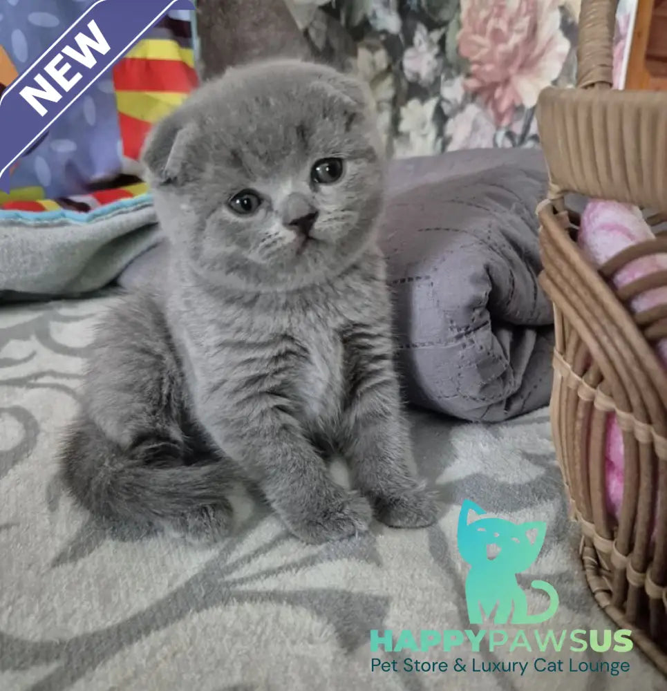 Orion Scottish Fold male blue - live animals