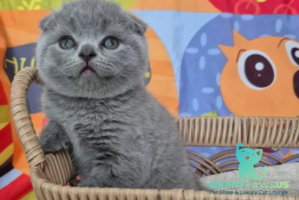 Orion Scottish Fold male blue - live animals