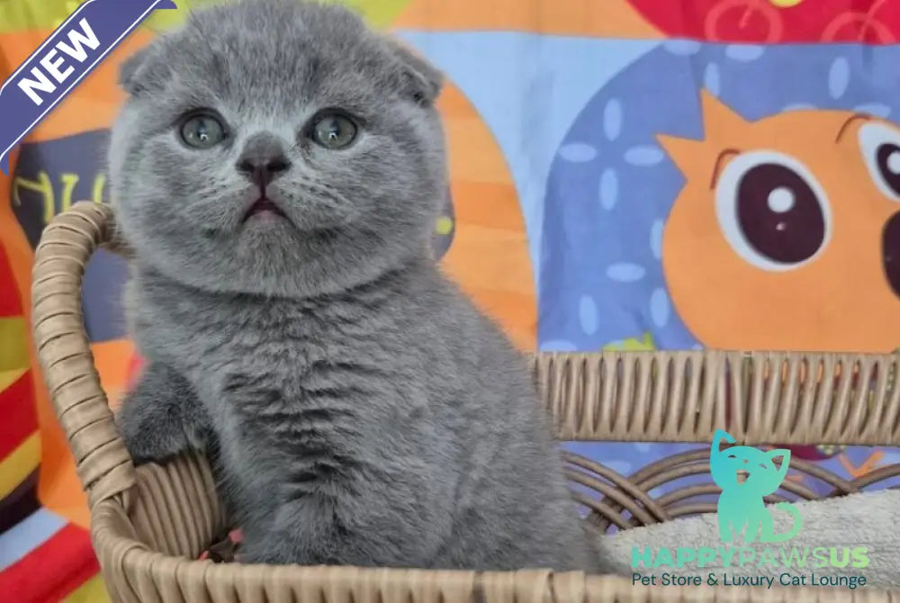 Orion Scottish Fold male blue - live animals