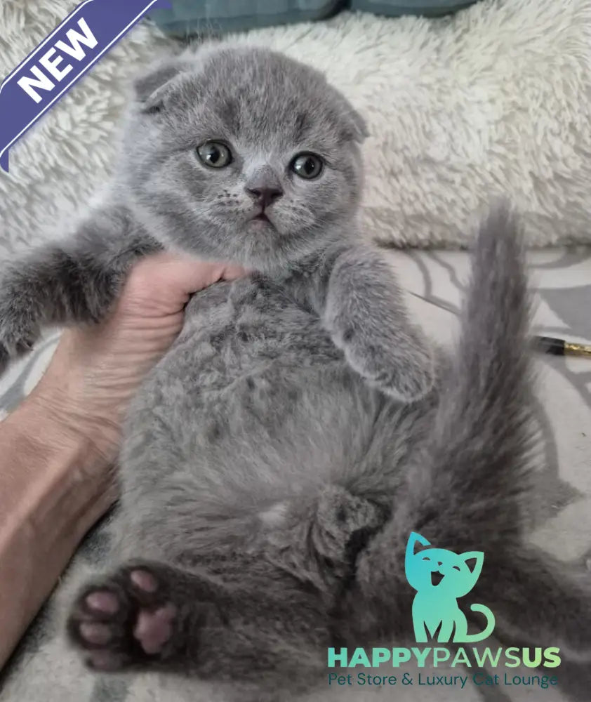 Orion Scottish Fold male blue - live animals