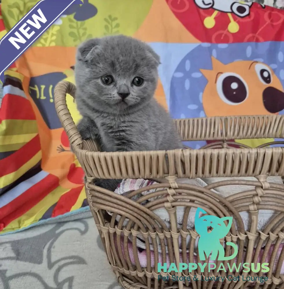 Orion Scottish Fold male blue - live animals