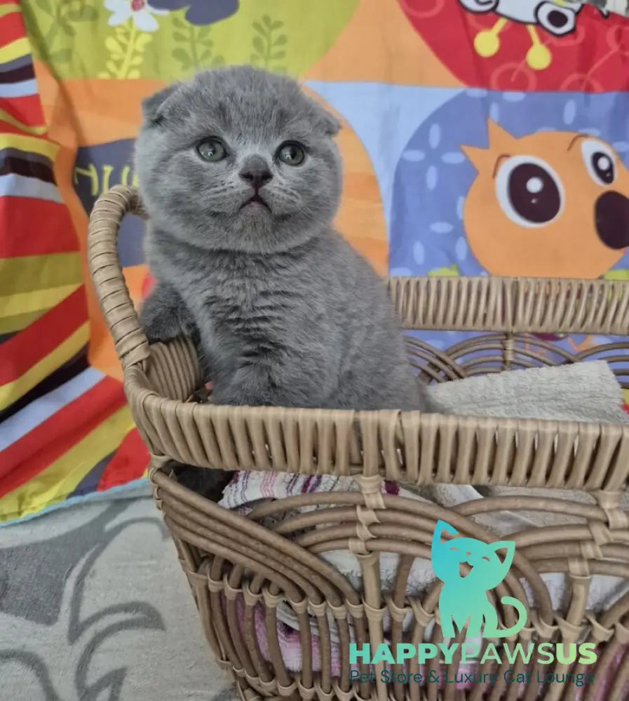Orion Scottish Fold male blue - live animals
