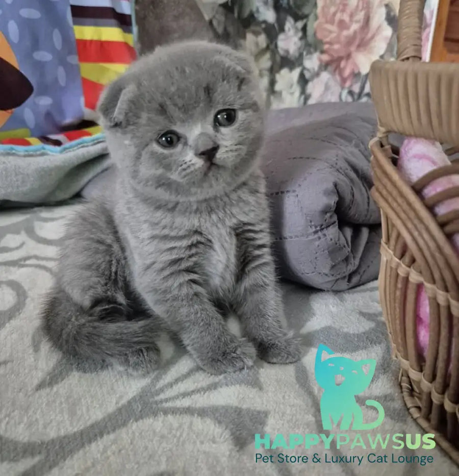 Orion Scottish Fold male blue - live animals