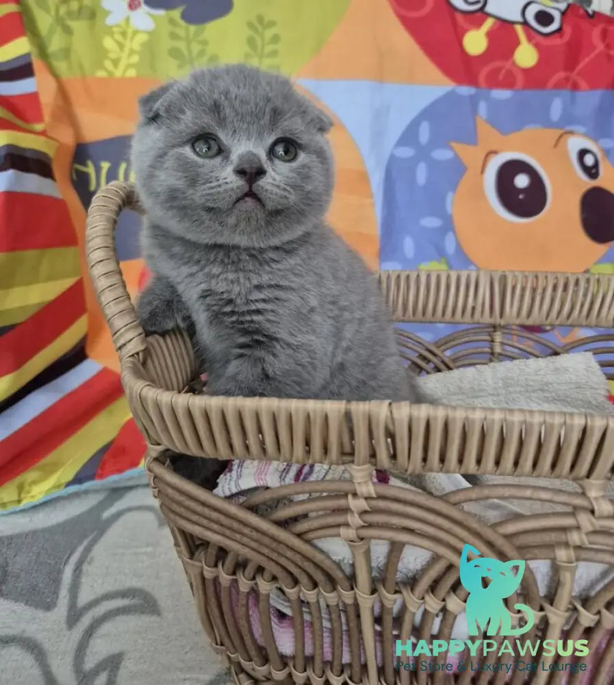Orion Scottish Fold male blue - live animals
