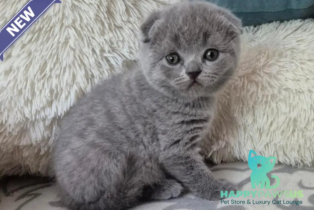 Orion Scottish Fold male blue - live animals