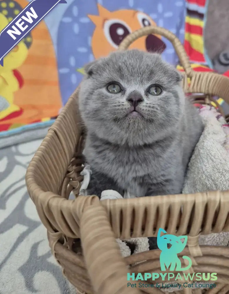 Orion Scottish Fold male blue - live animals