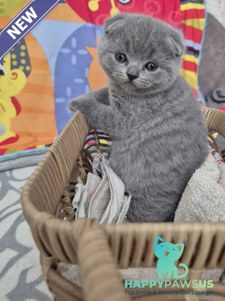 Orion Scottish Fold male blue - live animals