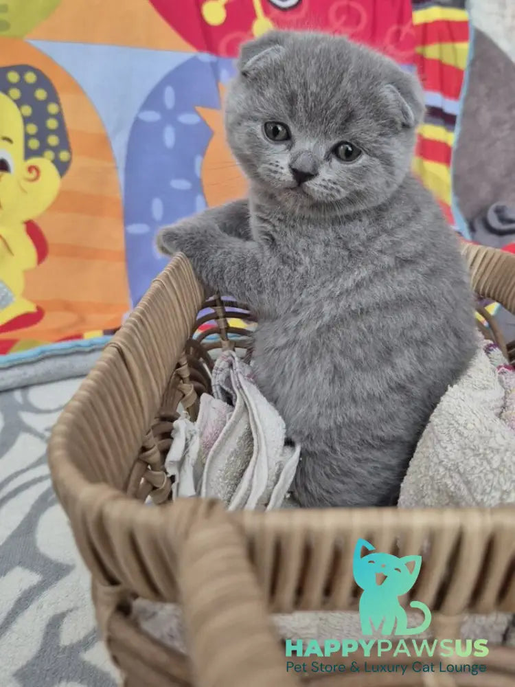Orion Scottish Fold male blue - live animals