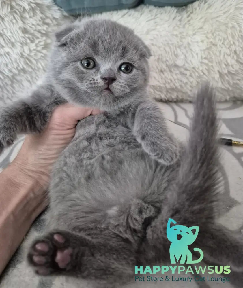Orion Scottish Fold male blue - live animals