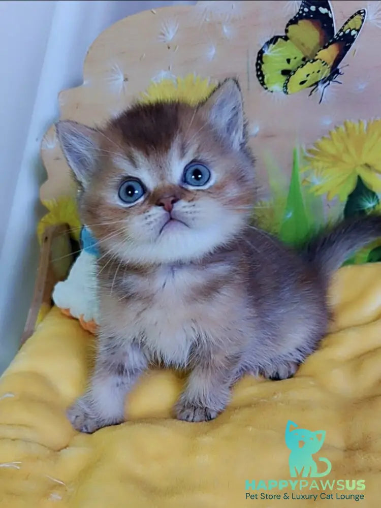 Orion Scottish Straight male chocolate golden ticked tabby - live animals