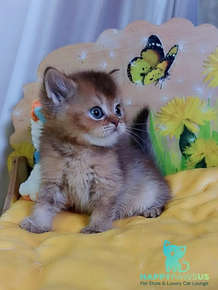 Orion Scottish Straight male chocolate golden ticked tabby - live animals