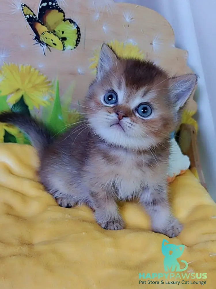 Orion Scottish Straight male chocolate golden ticked tabby - live animals