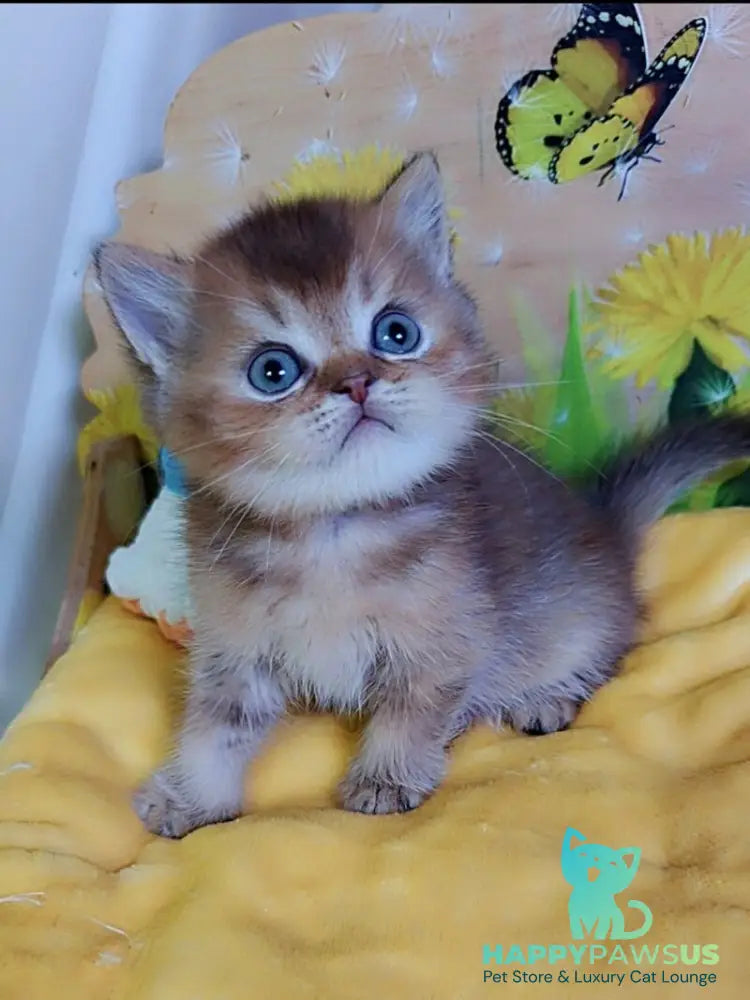 Orion Scottish Straight male chocolate golden ticked tabby - live animals