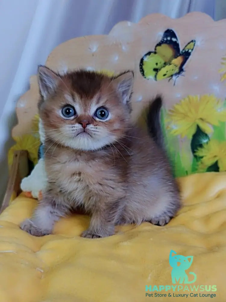 Orion Scottish Straight male chocolate golden ticked tabby - live animals