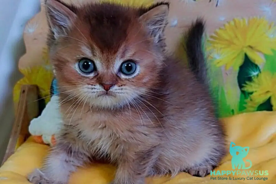 Orion Scottish Straight male chocolate golden ticked tabby - live animals