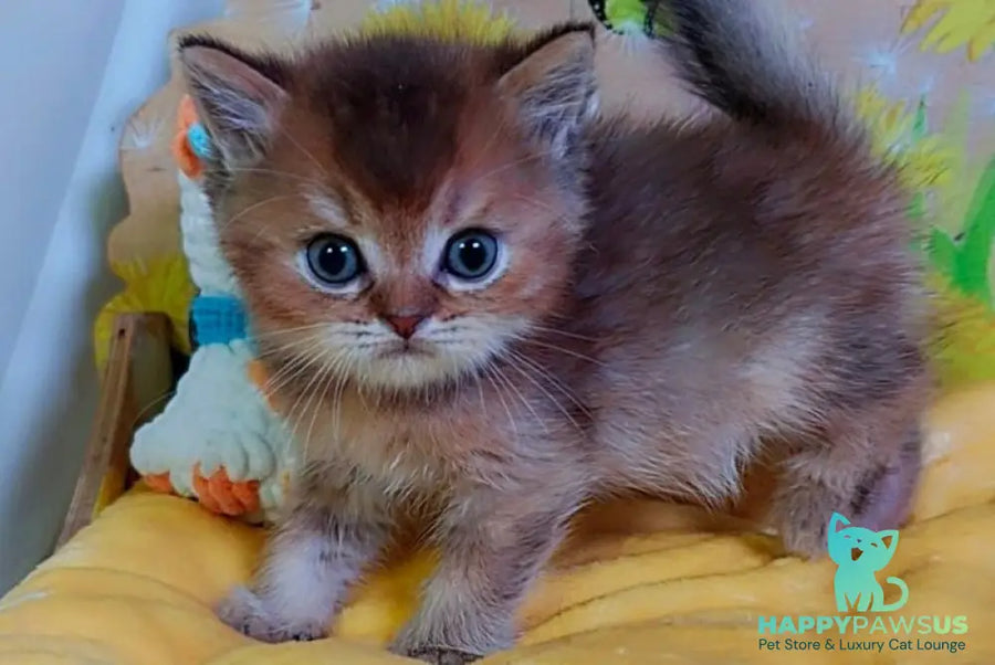 Orion Scottish Straight male chocolate golden ticked tabby - live animals
