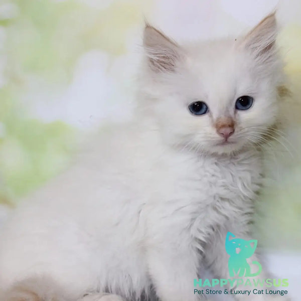 Orion Siberian male red tabby pointed - live animals