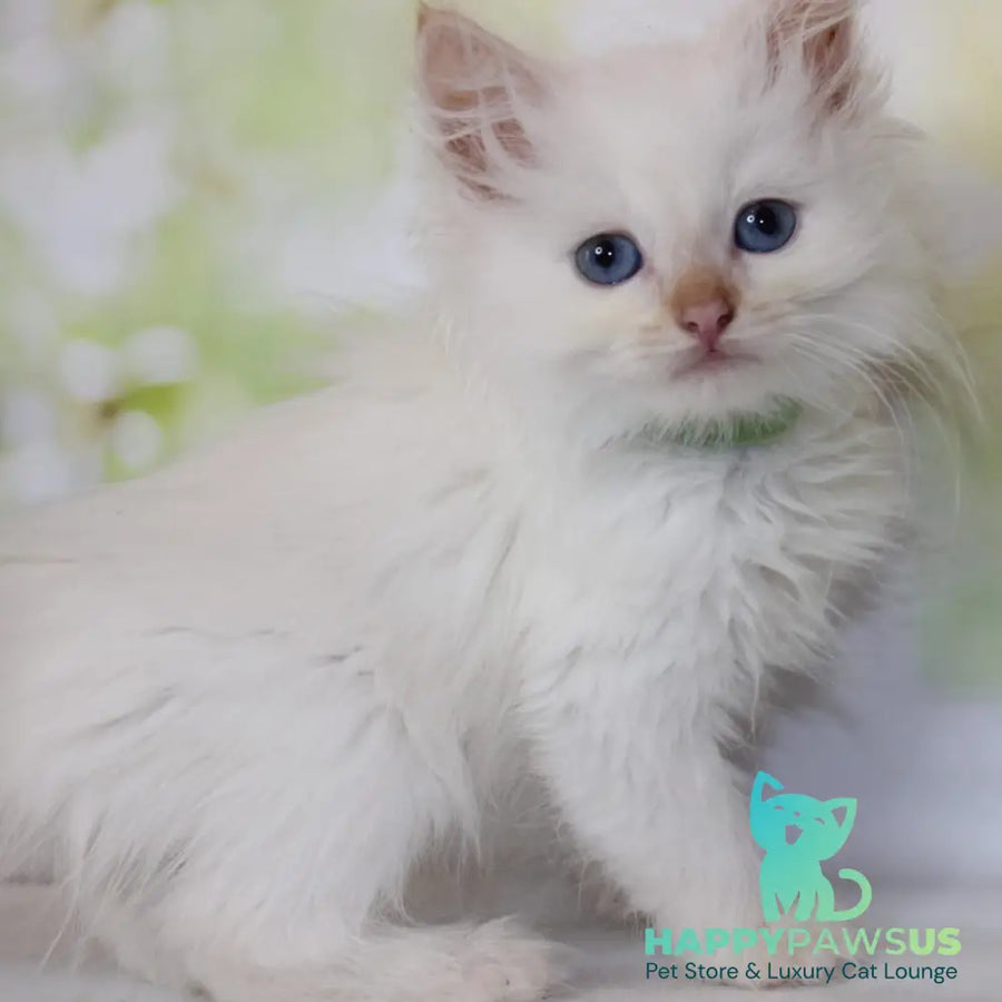 Orion Siberian male red tabby pointed - live animals