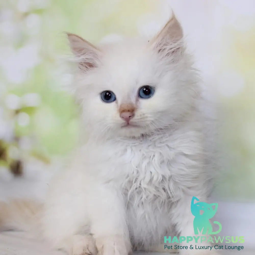 Orion Siberian male red tabby pointed - live animals