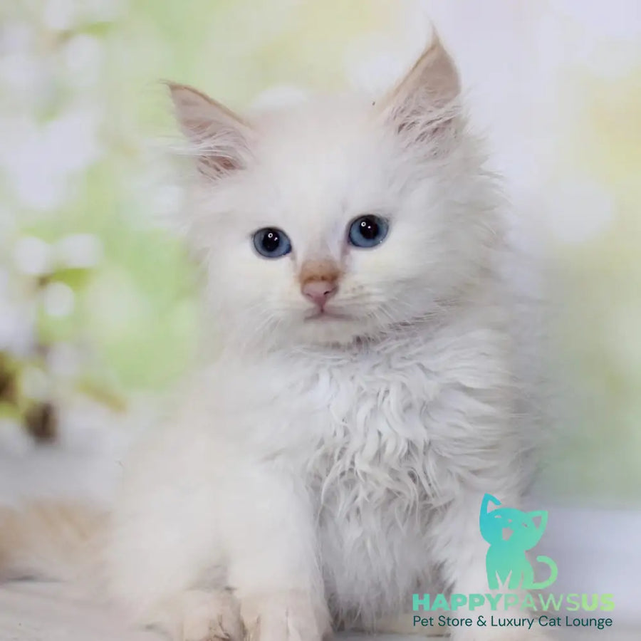 Orion Siberian male red tabby pointed - live animals